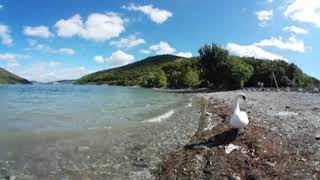 Гуси-лебеди на Абрау 360°