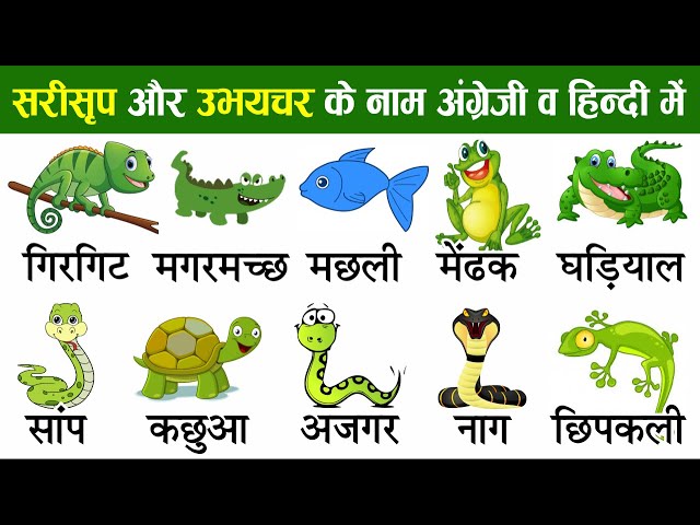 Reptiles and Amphibians Names In English & Hindi With Pictures | सरीसृप और  उभयचरों के नाम - YouTube