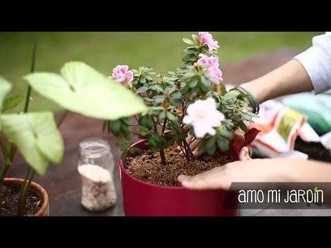 Video: ¿Puedo utilizar abono fresco en mi jardín?