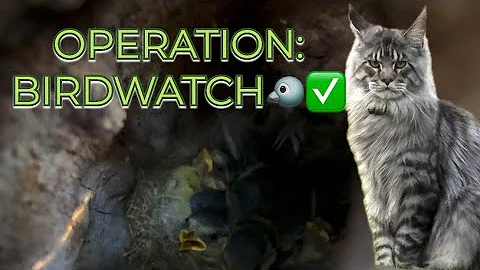 Watch the video about Brock the Maine Coon checks on the baby birds 🐦❤️