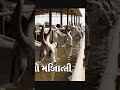 Modern Loose Housing Dairy Farm with Kankrej Cows #cow #dairyherd #dairyfarm #dairycalves