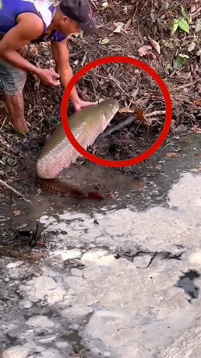 Melepas Ikan Arapaima #shorts