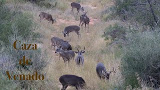 Caza de Venado Colablanca en Coahuila México para Grandes Trofeos