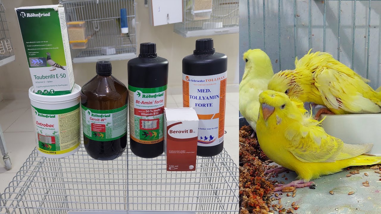 MUHABBET KUŞLARINA KULLANDIĞIM VİTAMİN VE PROBİYOTİK GURUBU TAKVİYELER