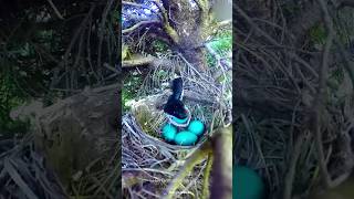 Thumbnail for পৃথিবীর সবচেয়ে বুদ্ধিমান ও চালাক পাখি most intelligent and smart bird #shorts