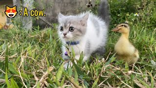 The kitten has tamed the cute!Take the duckling out to play and encounter a surprise.So funny cute!
