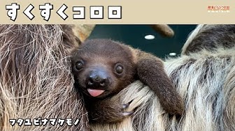 ナマケモノ Youtube ナマケモノ Youtube