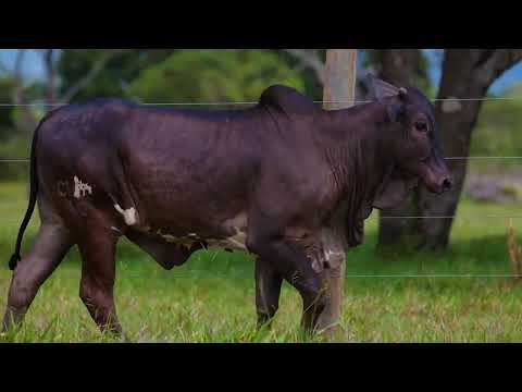 LOTE 02 CIEL 40