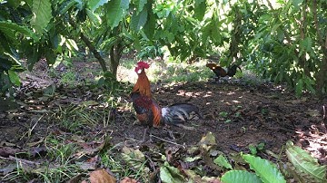 Yos Hav Zoov 2020: Cuab Qaib Qus Tuaj Zoo Heev Tau Kiag Ib Tus Lau Qaib Qus