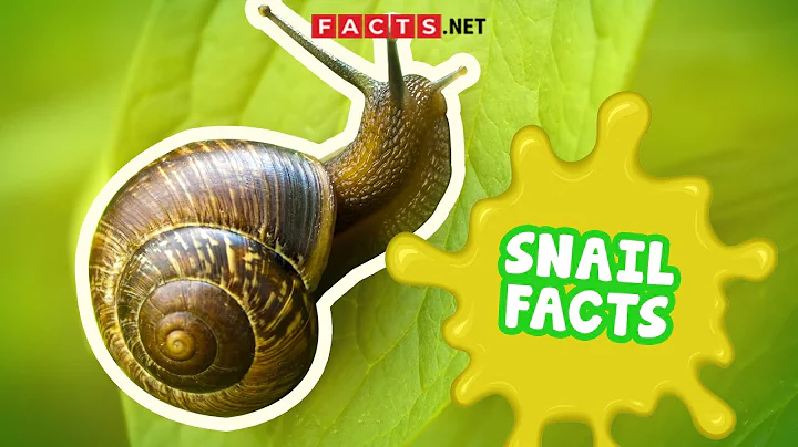Snail Facts You Probably Didn't Expect - DayDayNews