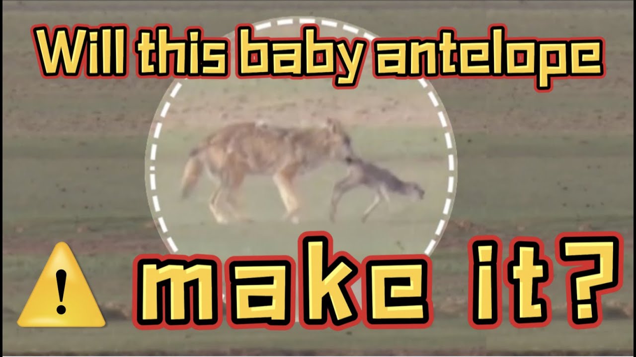 The Adventures of a Tibetan Antelope｜#01 - Escaping from a wolf's mouth