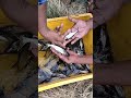 #shorts #Pangasfish Pangas fish farming | Fish farming | Aqua factory #fish