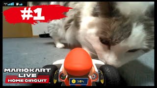 Cats vs Mario Kart Live: Home Circuit #1 [Compilation]