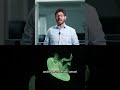 Illuminare le città del futuro copiando meduse, calamari e lucciole | RSI Info