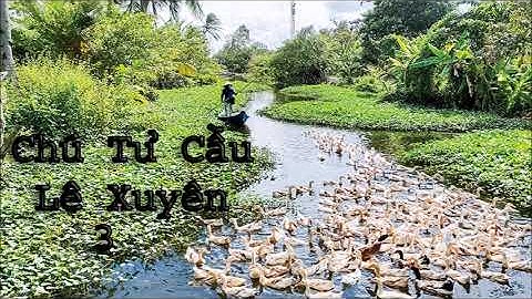 Chú Tư Cầu 3/3