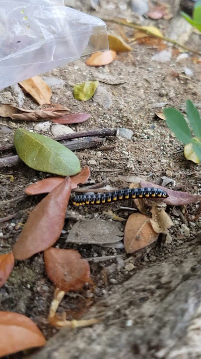BINTIK KUNING KAYA TARZAAAN !!!!!! #millipede #kakiseribu #luwing