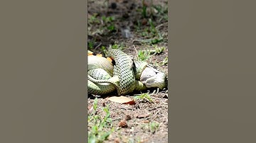 big tree snake eating lizard