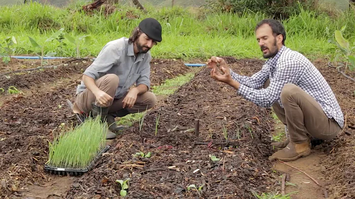 AGROFORESTRY COURSE | Lesson 22 Pt. 2, Module 5 - Vegetables in Food Forests | Food Forest COURSE |