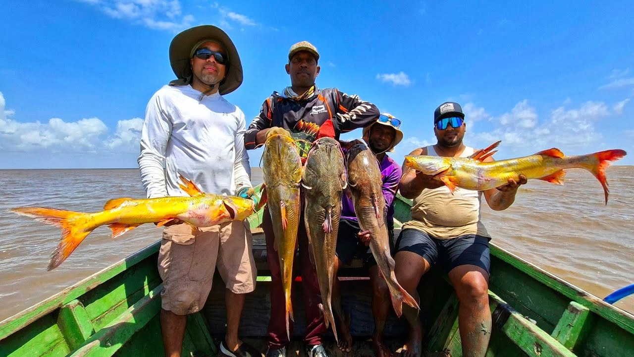 GILBAKA,GUYANA GOLDEN CATFISH AT SHELL BEACH.