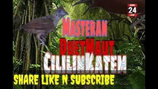 Masteran Cililin vs KapasTembak 3 JAM tanpa iklan