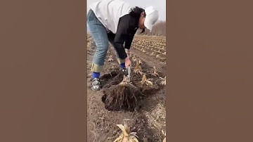 Corn stump pulling tool- Good tools and machinery can increase work efficiency