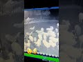 دخل ذئب حظيرة الاغنام ولكن تفاجى في كلب 