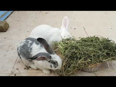 فيديو: كيفية إطعام الأرانب في الشتاء