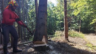Ukázka prohazování, (jak si opřít strom a bez velké námahy ho položit) 519-2023.