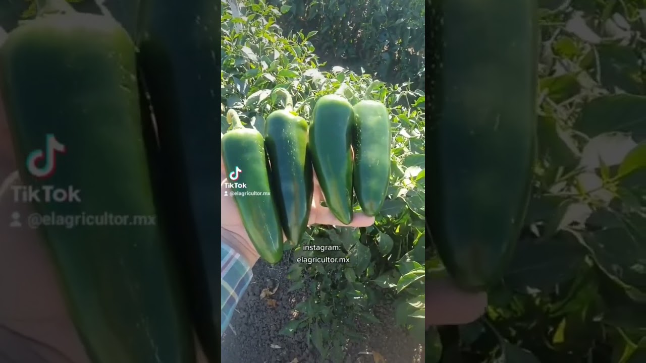 Produccion de chile jalapeño 