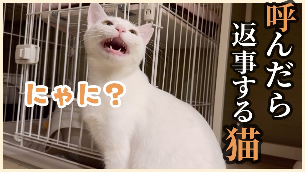 名前を呼んだら、ちゃんと返事してくれる猫が可愛すぎた…