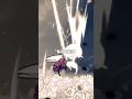 Stunlocking Lace In Silksong 