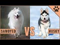 Samoyed vs Husky - Which Dog Is Better For You? の動画、YouTube動画。