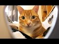 LIVING WITH CATS - Cat Man Chris Vlog 1