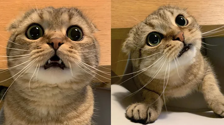 Video 11019551: scottish fold cat breed, domestic cat breed, cat dominates