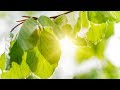 Morning Relaxing Music - Piano Music for Stress Relief and Studying (Harper)