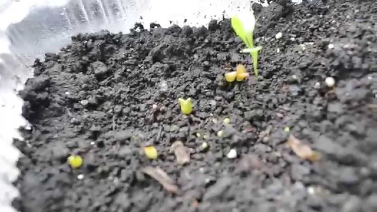 кактусы их семян