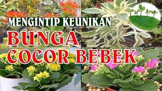 Bunga Cocor Bebek |Bukan Tanaman Hias biasa‼️ (Serial Tanaman Hias Part 23)