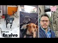 MVZ Bryan nos platicará sobre parvovirus y parasitosis / 3 perritas más esterilizadas.