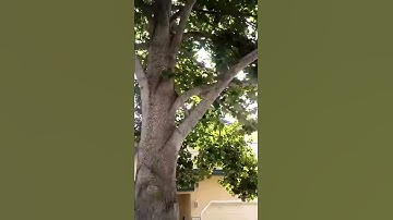 2017 Eclipse Tree Shadows