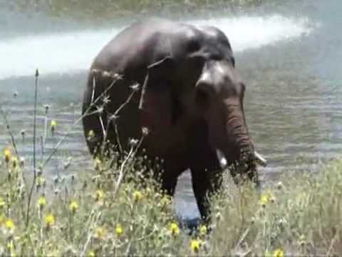 Nicholas, PAWS Asian bull elephant playing in lake