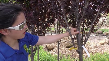 ISA Best Practice Part 1 What To Look For When Selecting Tree Nursery Stock - TreeNewal