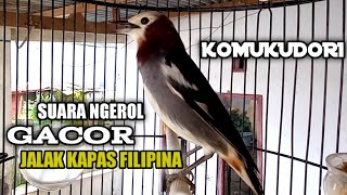 SUARA GACOR JALAK FILIPINA/KOMUKUDORI NGEROL UNTUK PANCINGAN JALAK KAPAS APAPUN BIKIN GACOR ❗