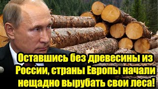 Доигрались! Оставшись без древесины из России, страны Европы начали нещадно вырубать свои леса!