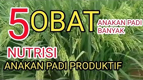 Cara memperbanyak anakan produktif padi || obat anakan padi