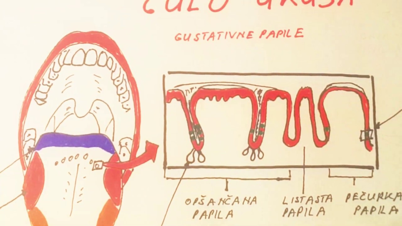 Čula kod čovjeka - prvi dio