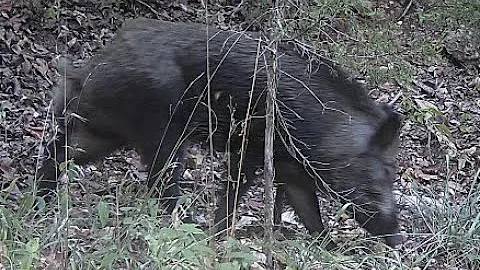 Feral Hog Hunt in the Missouri hills.