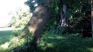 Giant trees in the backyard - June 21, 2014