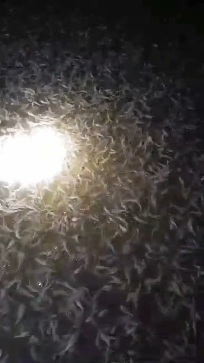 Ini salah satu FAKTOR lele mati setelah GANTI AIR KOLAM #shortsviral #lele #jajangjamaludin