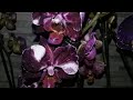 Цветочный рынок."Росток"//Покупки орхидей//
