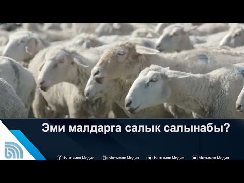 Video: Жашоо үчүн салык салынабы?